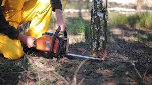 Best Tree Risk Assessment  in Fairview, OK