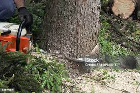 Best Emergency Tree Removal  in Fairview, OK