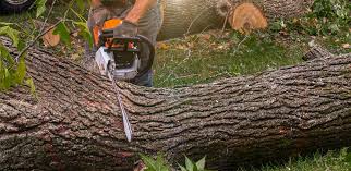 Best Organic Lawn Care Solutions  in Fairview, OK