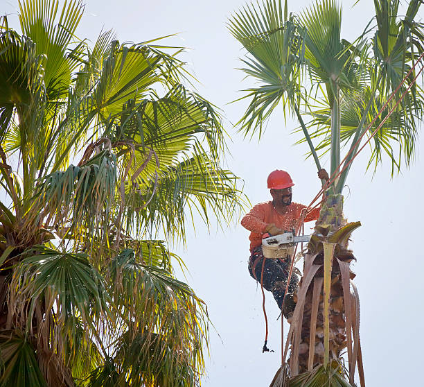 How Our Tree Care Process Works  in  Fairview, OK