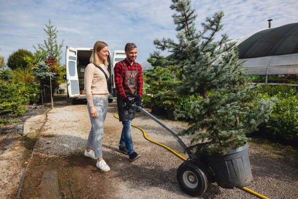 Lawn Renovation and Restoration